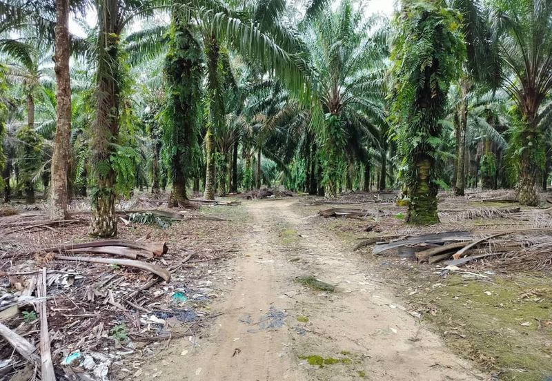 Empire Park Agriculture Land For Sale