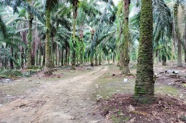 Empire Park Agriculture Land For Sale