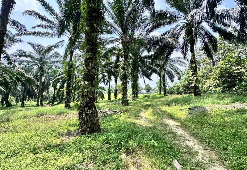Pulai Saujana Agriculture Land For Sale