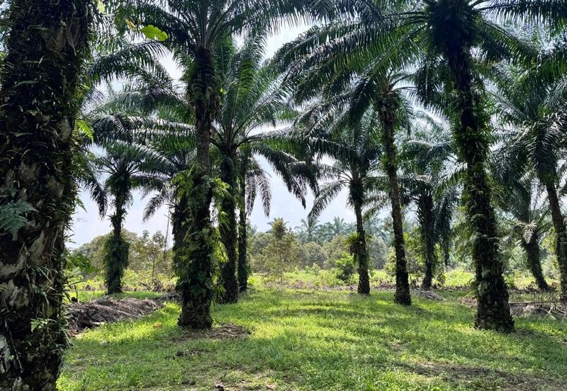 Pulai Saujana Agriculture Land For Sale