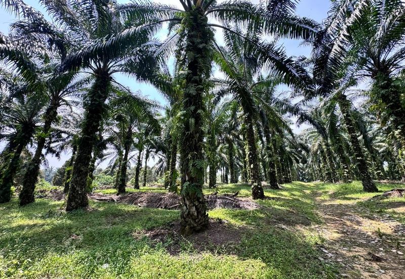 Pulai Saujana Agriculture Land For Sale