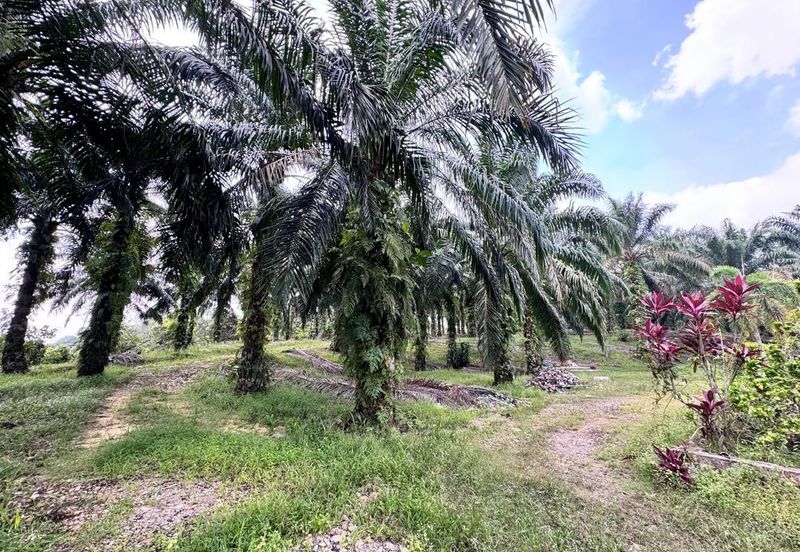 Pulai Saujana Agriculture Land For Sale