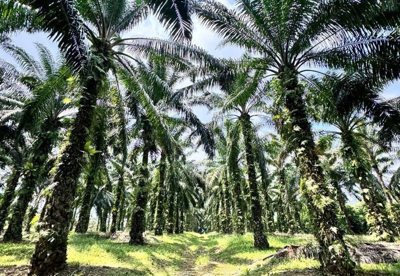 Pulai Saujana Agriculture Land For Sale