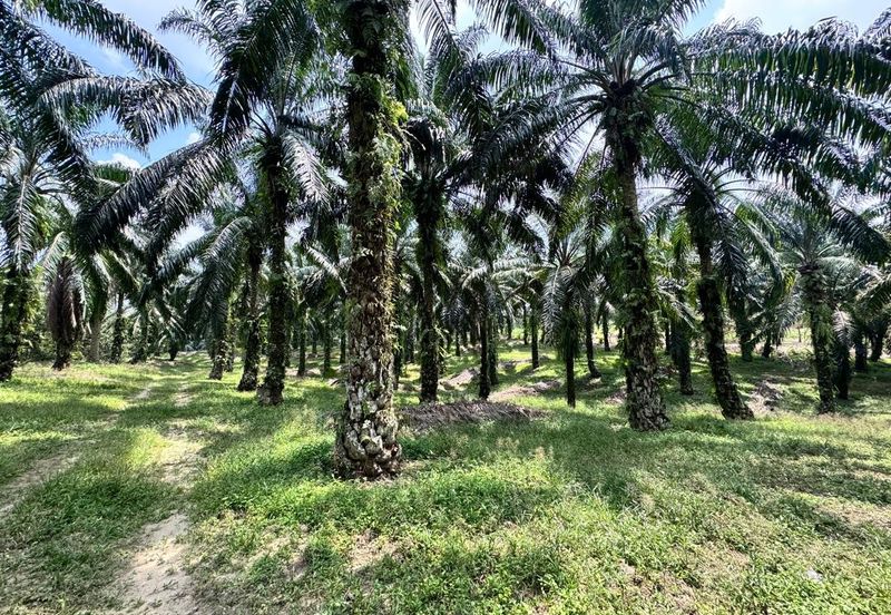 Pulai Saujana Agriculture Land For Sale