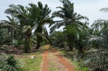 Rimba Terjun Pontian