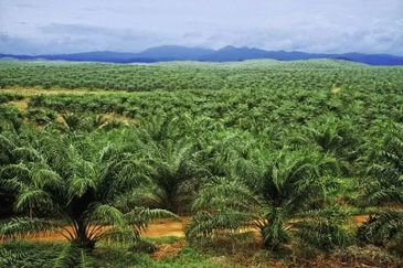 🌴🏡 Palm Oil Plantation 1291 Acres For Sale in Gua Musang, Including Equipment! 🏡
