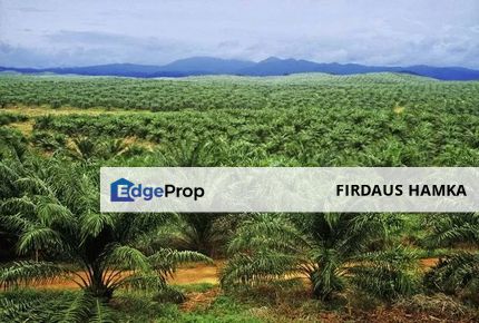🌴🏡 Palm Oil Plantation 1291 Acres For Sale in Gua Musang, Including Equipment! 🏡, Kelantan, Gua Musang