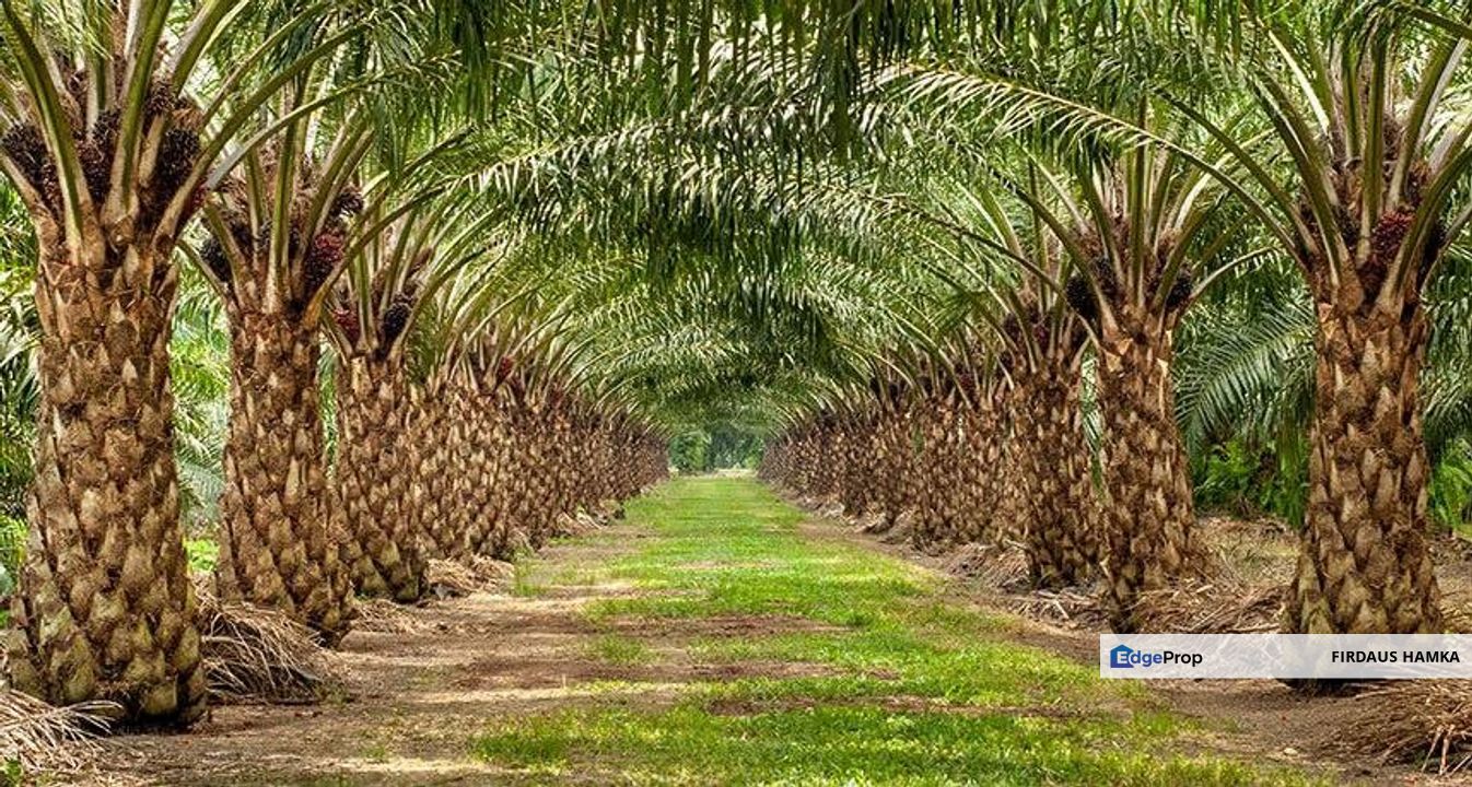 Palm Oil Plantation 1291 Acres For Sale in Gua Musang, Including Equipment! , Kelantan, Gua Musang