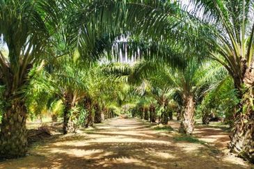 🌴🏡 Palm Oil Plantation 1291 Acres For Sale in Gua Musang, Including Equipment! 🏡