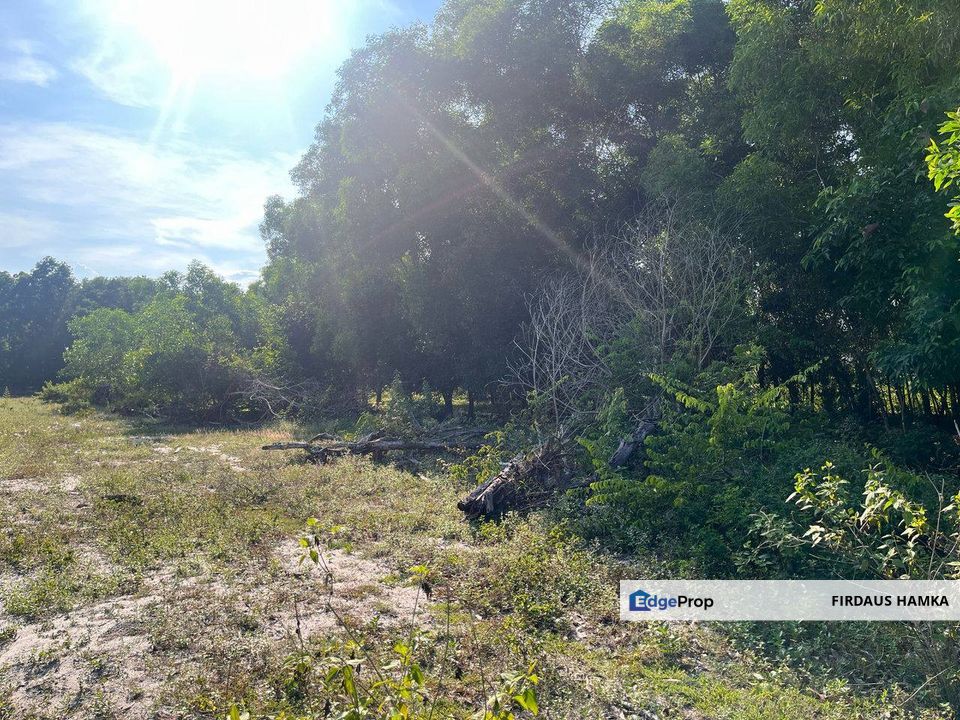 TANAH  2 EKAR  MUKIM PAHANG TUA  Tanah Putih (PEKAN PAHANG)
, Pahang, Pekan