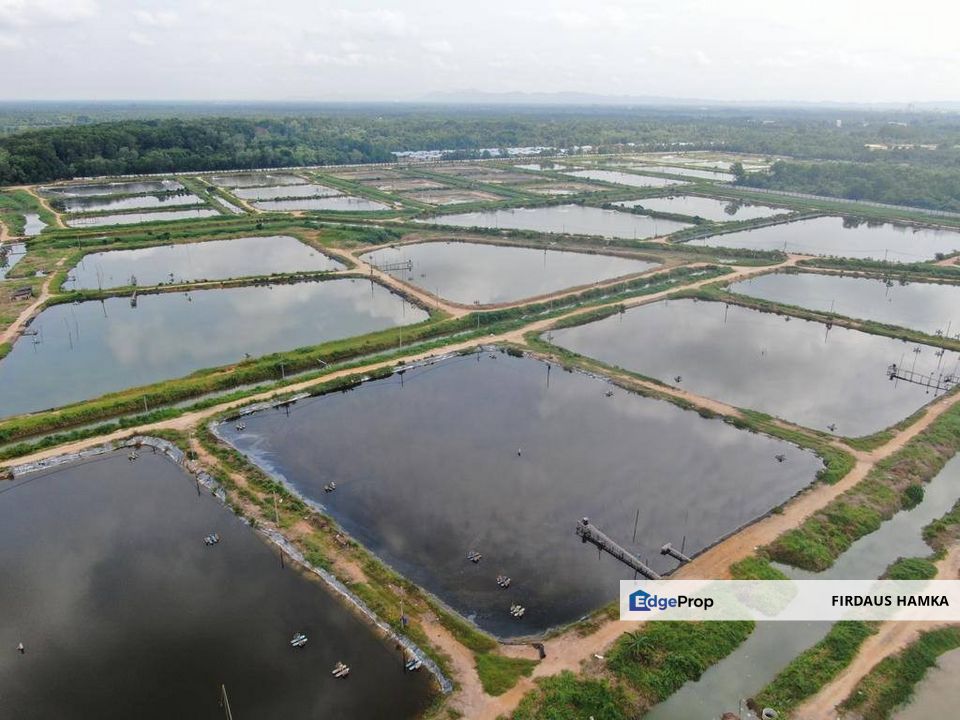 FOR SALE – READY CONVERTED AQUACULTURE LAND, BATU PAHAT (MINYAK BEKU), Johor, Kluang