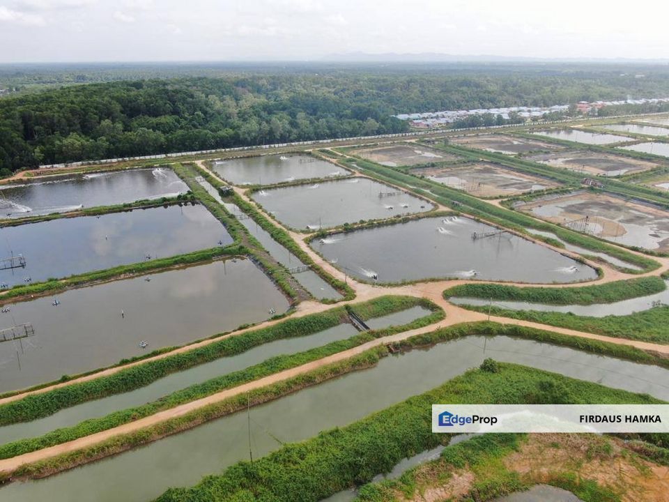 FOR SALE – READY CONVERTED AQUACULTURE LAND, BATU PAHAT (MINYAK BEKU), Johor, Kluang