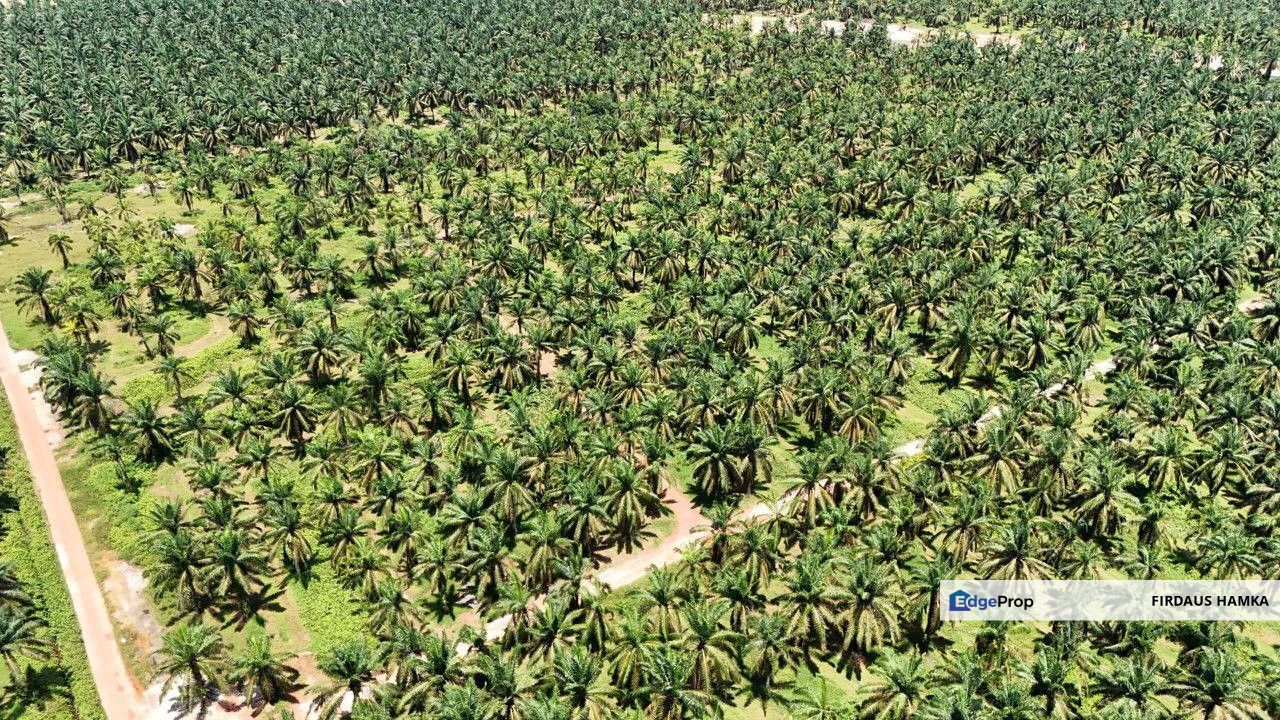PRIME 2,572.58-ACRE PLANTATION LAND FOR SALE – BATU PAHAT 
, Johor, Batu Pahat