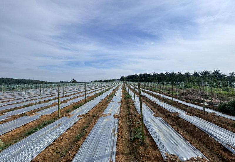 Taman Perindustrian Desa Plentong