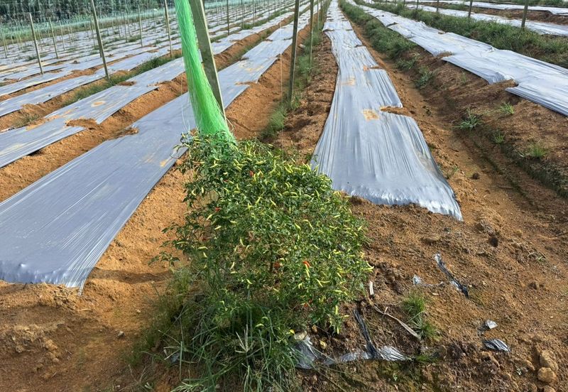 Taman Perindustrian Desa Plentong