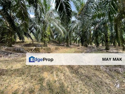 Kuala Pilah Negeri Sembilan Agriculture Land Oil Palm Farm Freehold with Reserve Road , Negeri Sembilan, Kuala Pilah