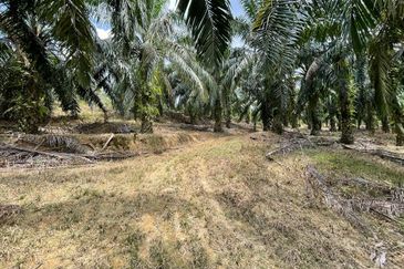 Kuala Pilah Negeri Sembilan Agriculture Land Oil Palm Farm Freehold with Reserve Road 