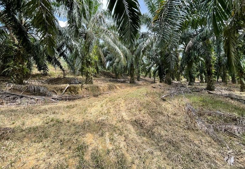Kuala Pilah Negeri Sembilan Agriculture Land Oil Palm Farm Freehold with Reserve Road 
