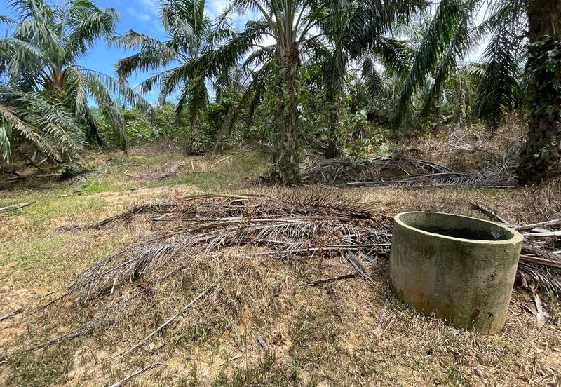 Kuala Pilah Negeri Sembilan Agriculture Land Oil Palm Farm Freehold with Reserve Road 