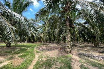 Kuala Pilah Negeri Sembilan Agriculture Land Oil Palm Farm Freehold with Reserve Road 