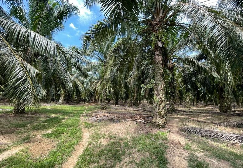 Kuala Pilah Negeri Sembilan Agriculture Land Oil Palm Farm Freehold with Reserve Road 