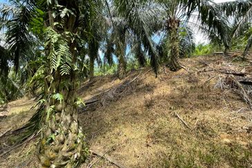 Kuala Pilah Negeri Sembilan Agriculture Land Oil Palm Farm Freehold with Reserve Road 