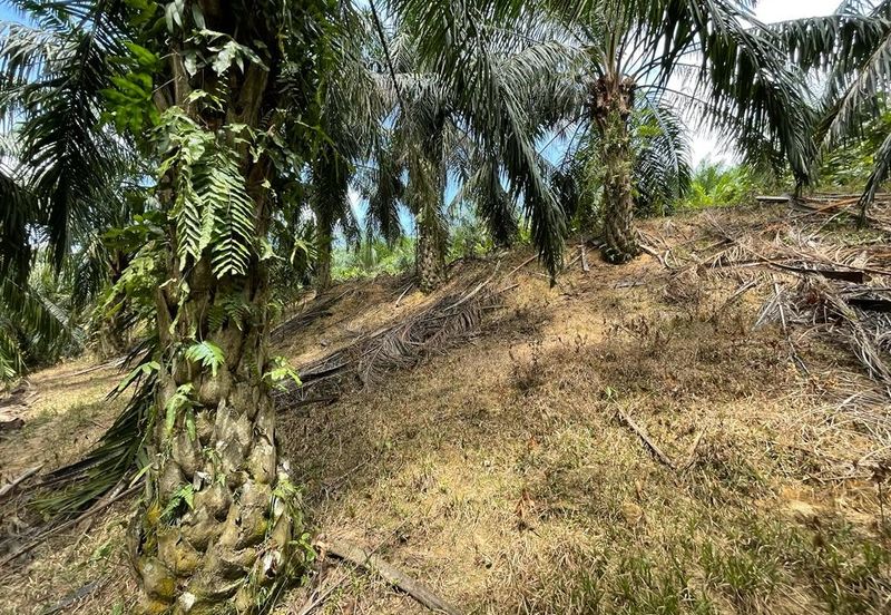 Kuala Pilah Negeri Sembilan Agriculture Land Oil Palm Farm Freehold with Reserve Road 