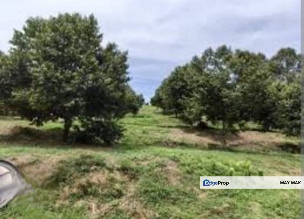 Freehold Agriculture Land Tampin Beside Main Road Durian Farm For Sale, Negeri Sembilan, Tampin