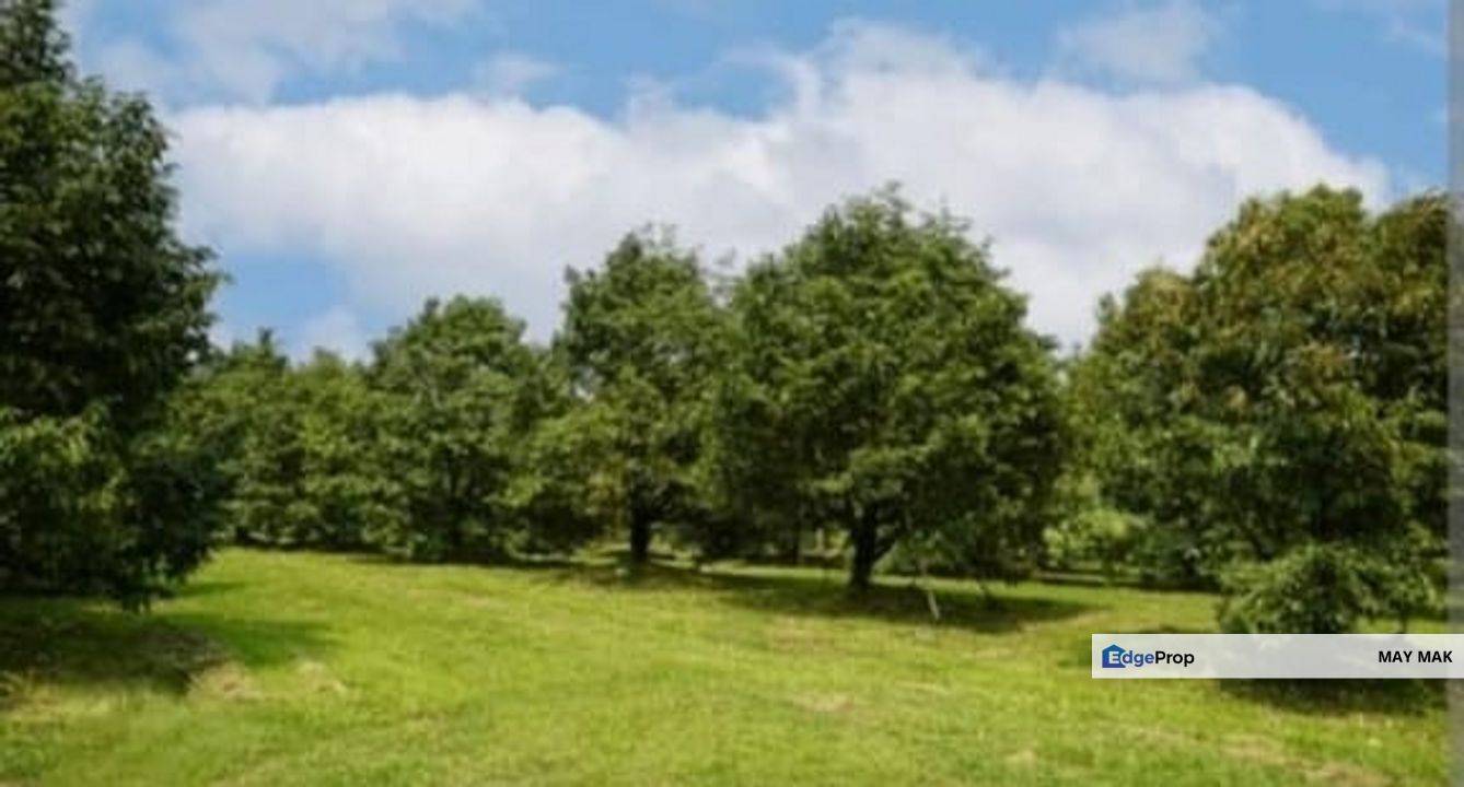 Freehold Agriculture Land Tampin Beside Main Road Durian Farm For Sale, Negeri Sembilan, Tampin