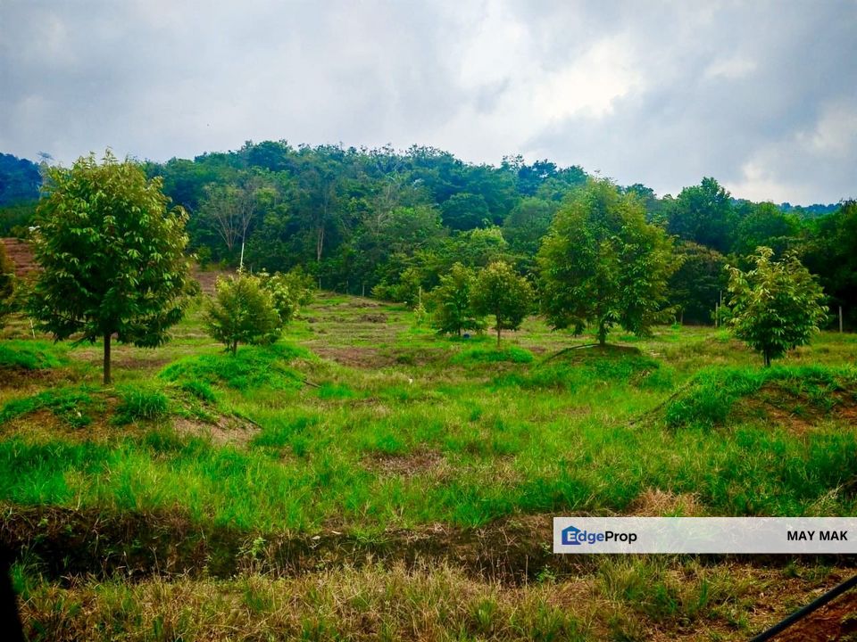 Freehold Agriculture Land Tampin Beside Main Road Durian Farm For Sale, Negeri Sembilan, Tampin