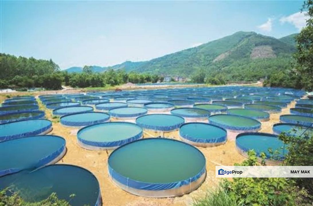 Freehold Agriculture Land Tampin Beside Main Road Durian Farm For Sale, Negeri Sembilan, Tampin