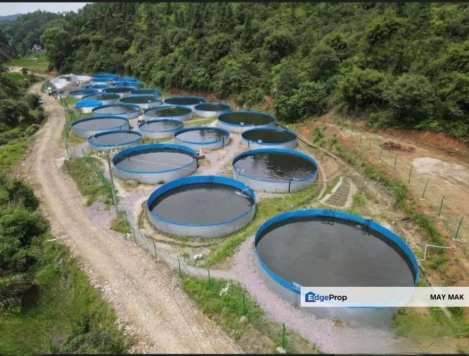 Freehold Agriculture Land Tampin Beside Main Road Durian Farm For Sale, Negeri Sembilan, Tampin