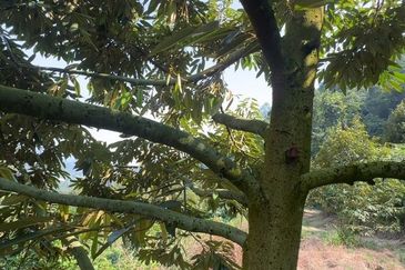 Bentong Pahang Durian Farm for Sale 10 acres premium durian land 