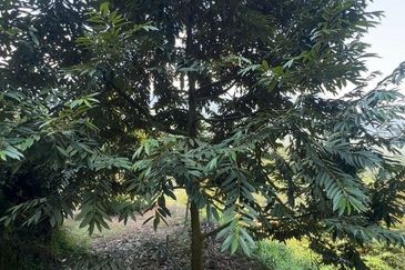 Bentong Pahang Durian Farm for Sale 10 acres premium durian land 