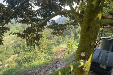 Bentong Pahang Durian Farm for Sale 10 acres premium durian land 