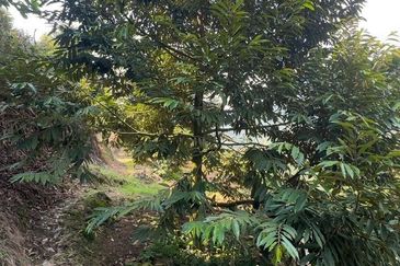 Bentong Pahang Durian Farm for Sale 10 acres premium durian land 