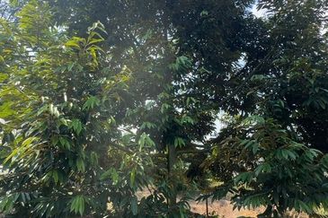 Bentong Pahang Durian Farm for Sale 10 acres premium durian land 