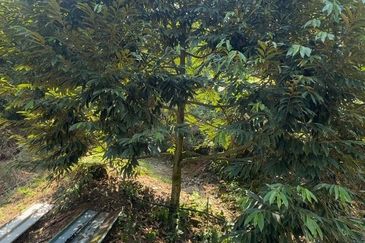 Bentong Pahang Durian Farm for Sale 10 acres premium durian land 