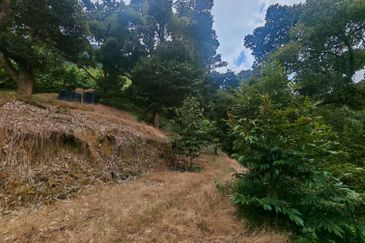 Bentong Pahang Durian Farm for Sale 10 acres premium durian land 