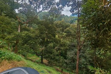 Bentong Pahang Durian Farm for Sale 10 acres premium durian land 