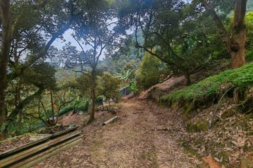 Bentong Pahang Durian Farm for Sale 10 acres premium durian land 