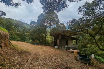 Bentong Pahang Durian Farm for Sale 10 acres premium durian land 