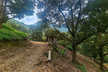 Bentong Pahang Durian Farm for Sale 10 acres premium durian land 