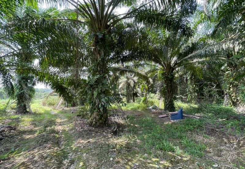 Ulu Tiram Agriculture Land For Sale