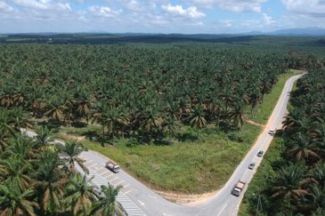 Layang Layang Agriculture Land For Sale