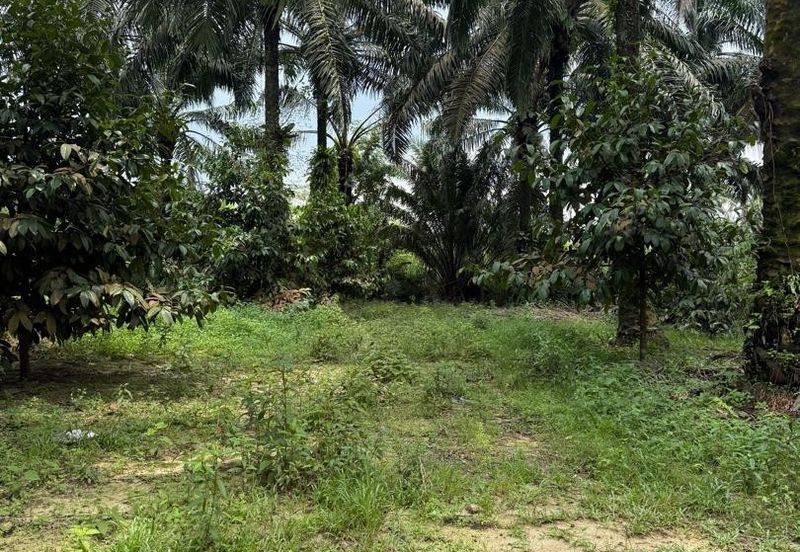 Ulu Tiram Agriculture Land For Sale