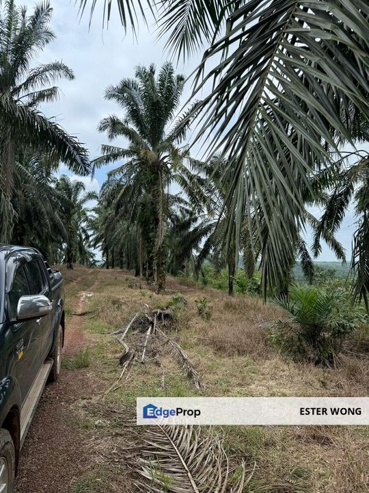 Yong Peng Agricultural Land For Sale, Johor, Yong Peng