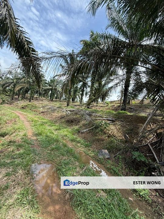 Yong Peng Agricultural Land For Sale, Johor, Yong Peng
