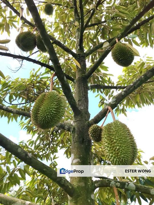 Yong Peng Agricultural Land For Sale, Johor, Yong Peng