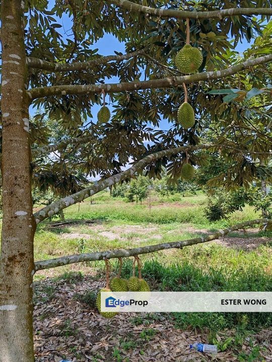 Yong Peng Agricultural Land For Sale, Johor, Yong Peng